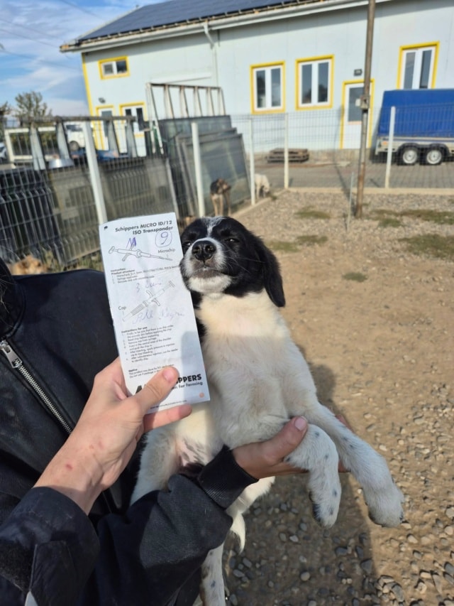 Photo de Zaïto, à l'adoption