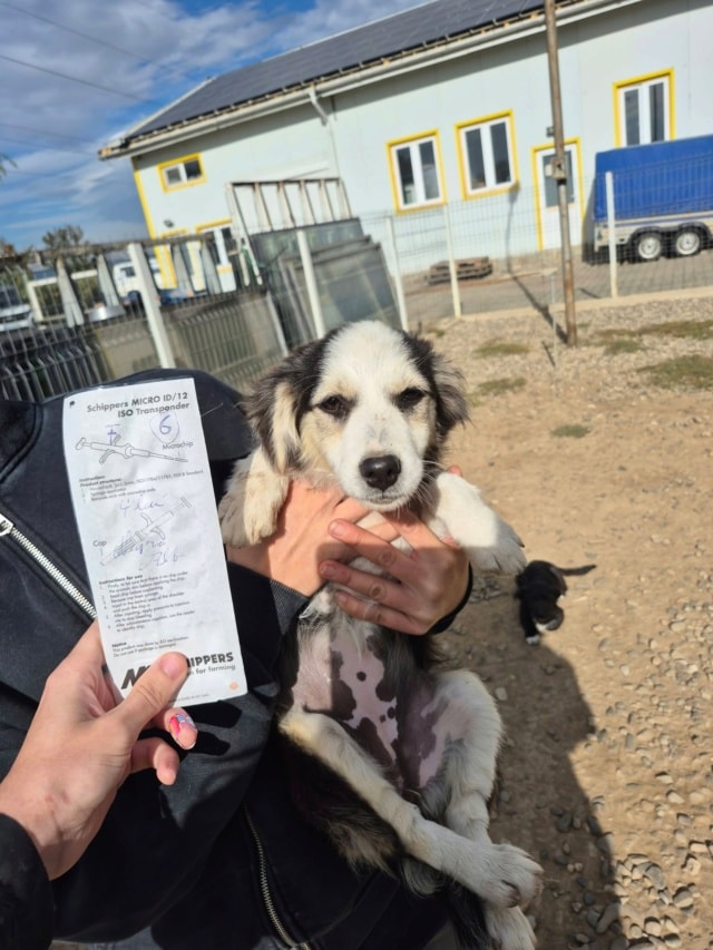 Photo de Zazira, à l'adoption