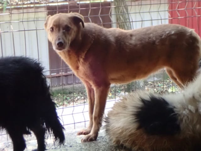 Zebra, chien à l'adoption