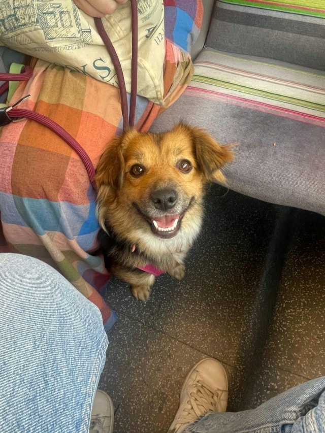 Zelda, chien sauvé par Remember Me France