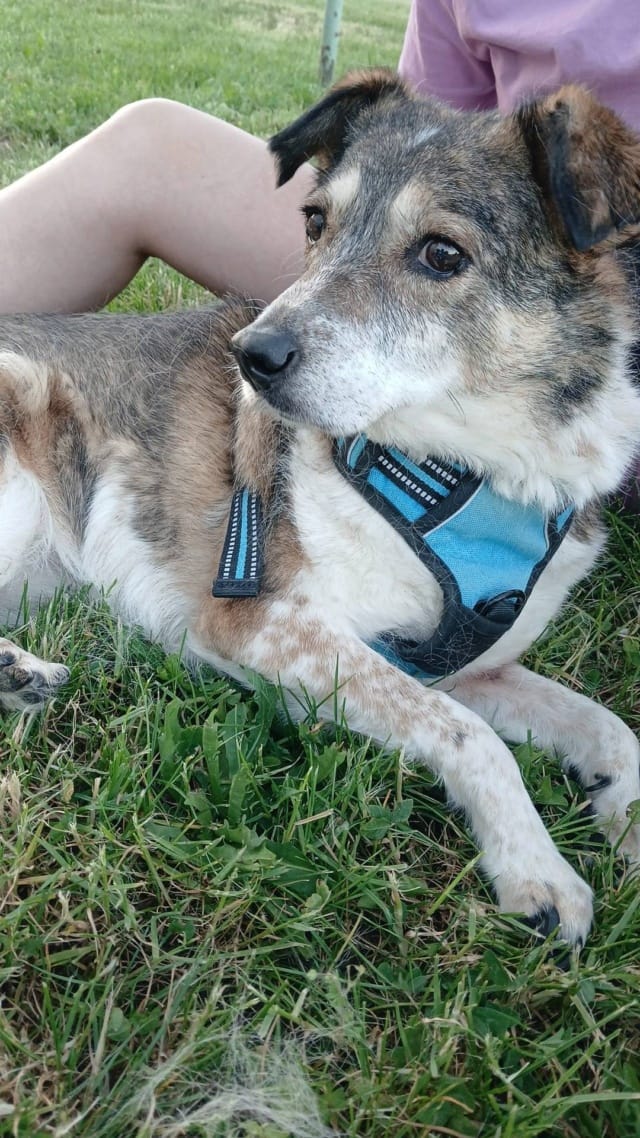Ziva, chien à l'adoption