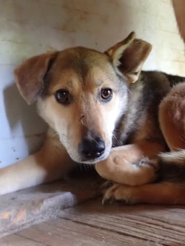 Zoee · Chiens en urgence, Remember Me France