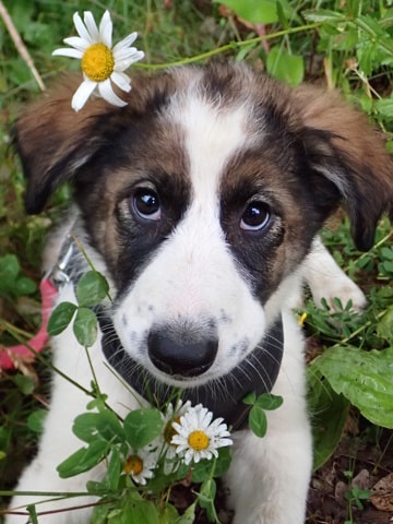 Zorina, chien sauvé par Remember Me France
