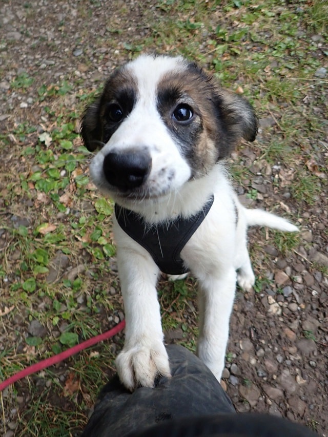 Photo de Zorina, à l'adoption