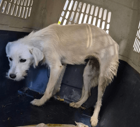 Zoukia, chien à l'adoption
