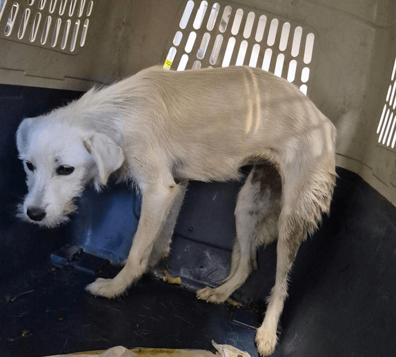Photo de Zoukia, à l'adoption