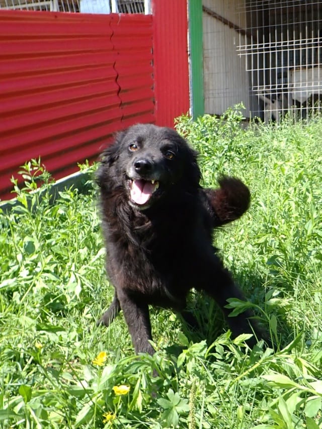 Zymer, rescue dog available for adoption