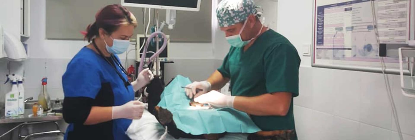 L'equipe veterinaire de Remember Me France soigne un chien dans la clinique du refuge de Pascani