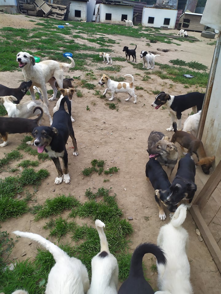 Des chiens dans le parc de detente du refuge Remember Me Land en Roumanie
