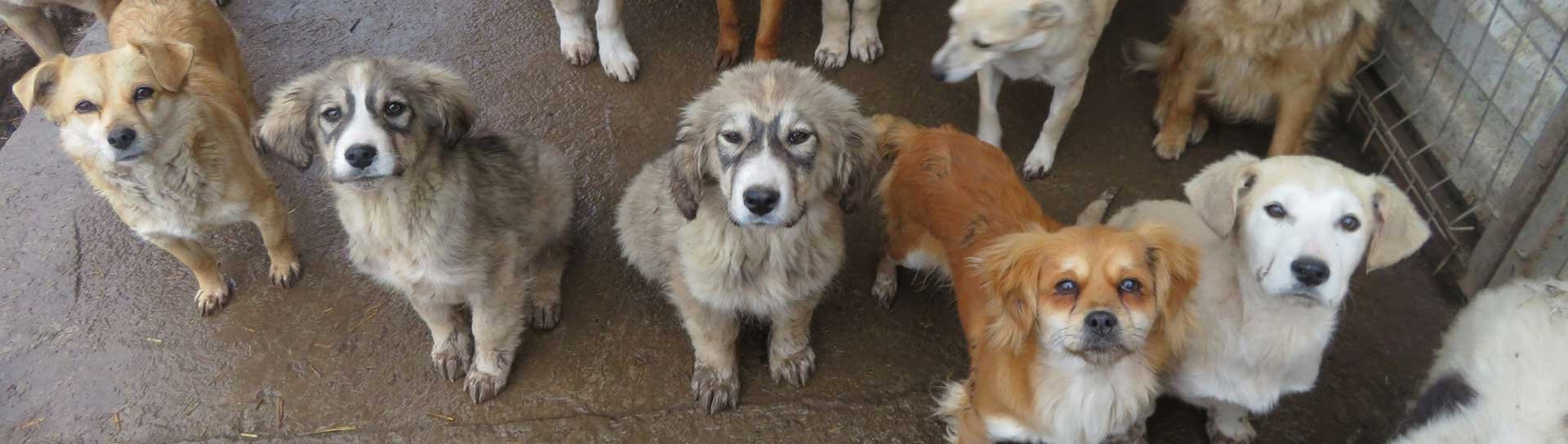Un groupe de chiens de toutes tailles et couleurs au refuge Remember Me France en Roumanie
