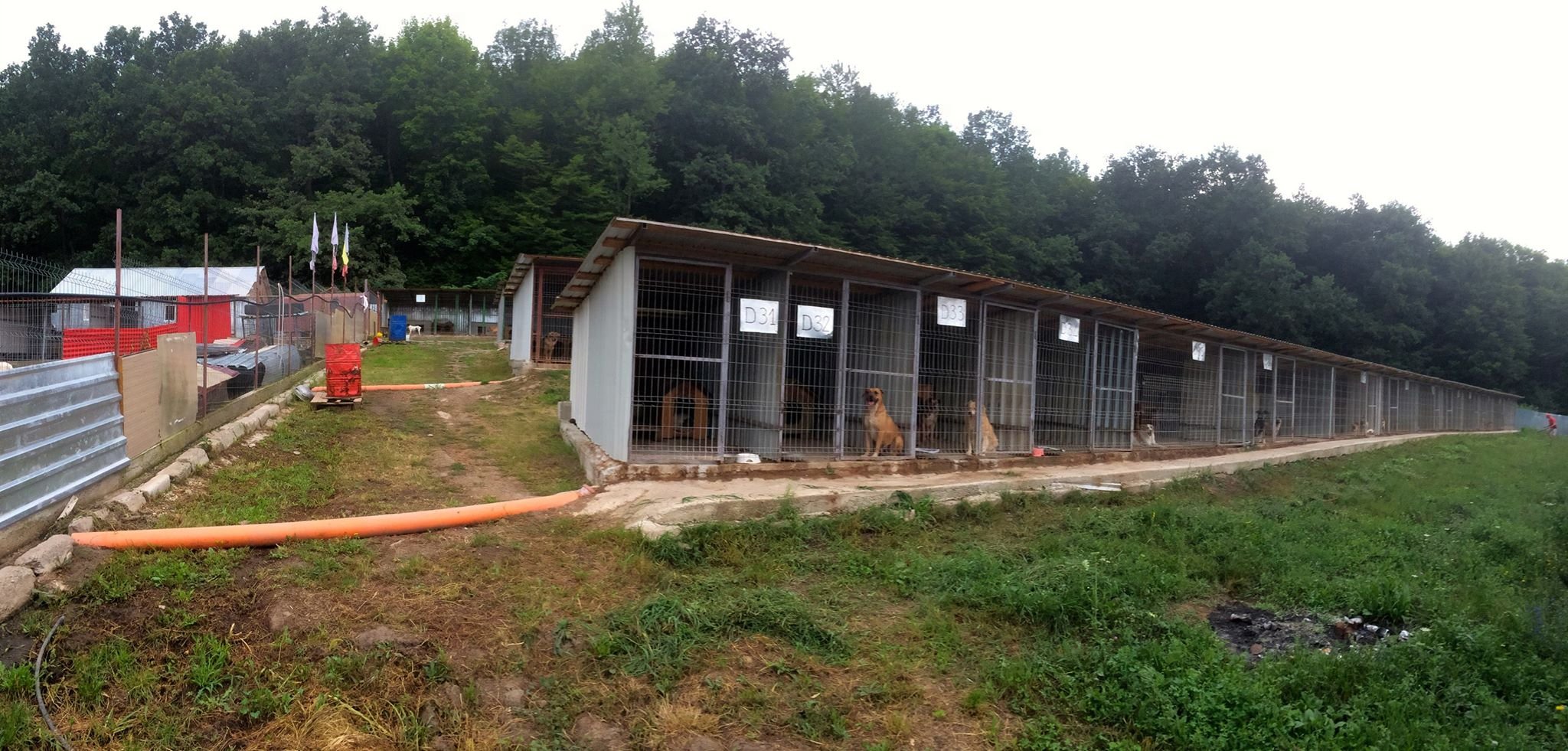 Le refuge Remember Me Land a Pascani, en Roumanie, avec ses rangees de boxes