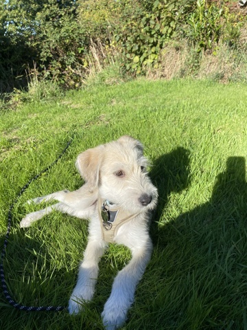 BILLY