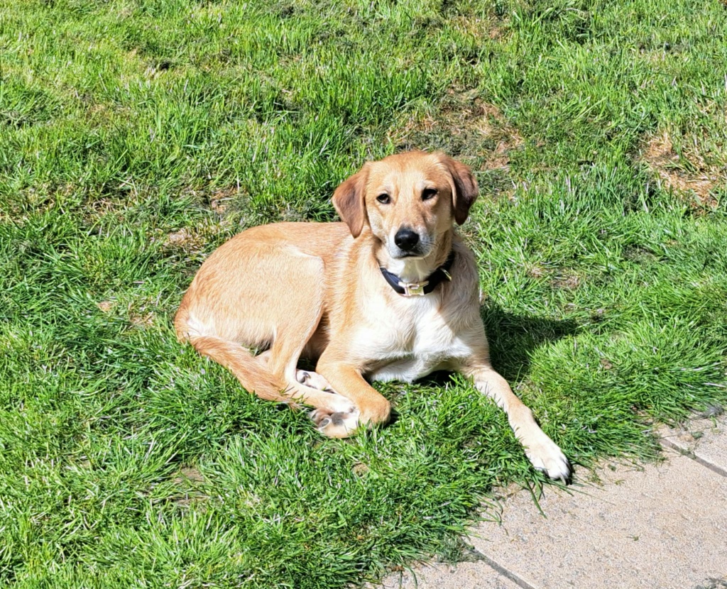 BUCKLEY