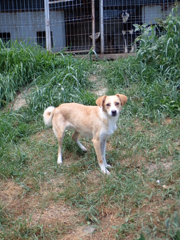 ROSALIE