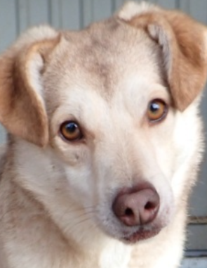 SADIE