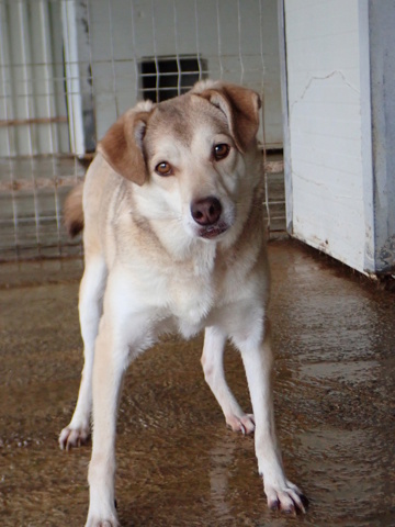 SADIE