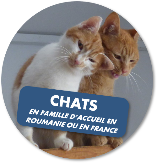 Association Remember Me France – Sauvez un chien roumain