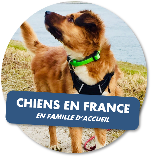 Remember me chiens